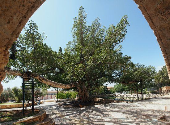 Sycamore Tree