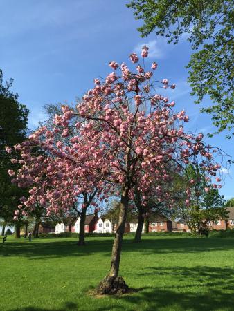 Braunstone Park
