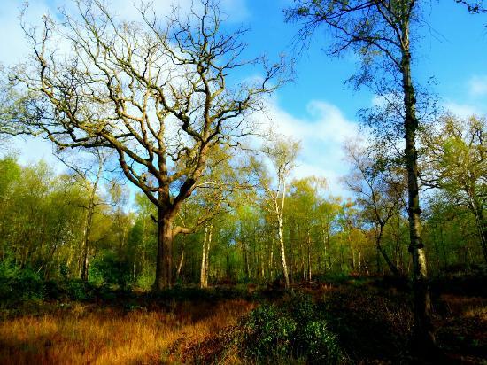 Oxhey Woods