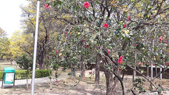 Hibiscus Garden