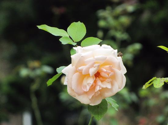 Yercaud Rose Garden