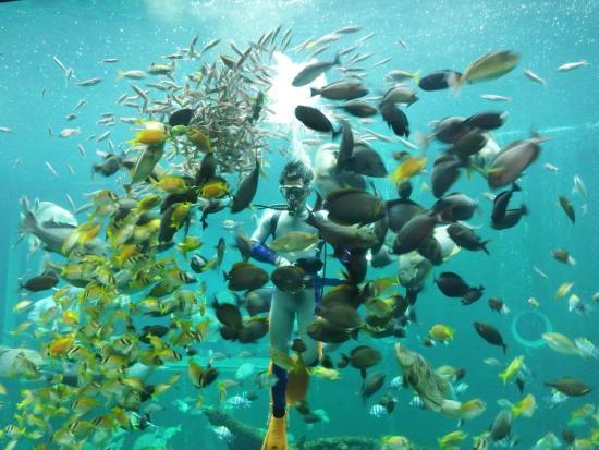 Hakoneen Aquarium