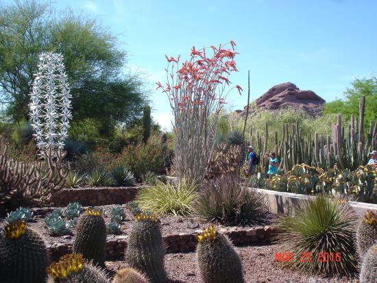 Desert botaniske hage