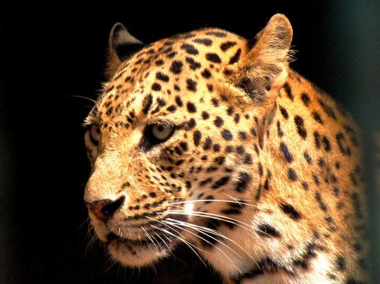 Assam State Zoo