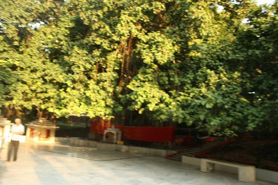 Akshaya Vat