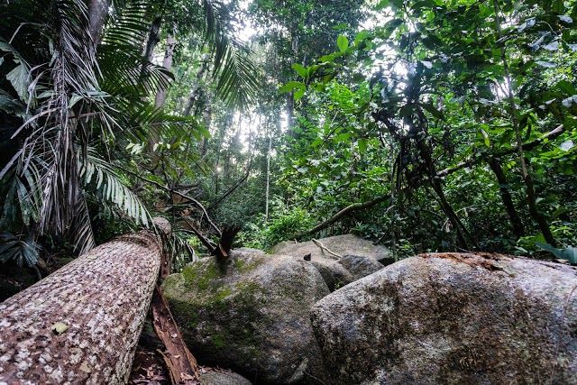 Hutan Lipur Bukit Pelindung