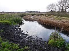 Wanlip Meadows
