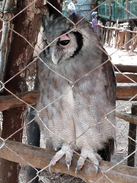 Falconry of Kenya