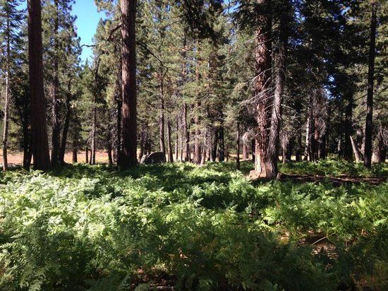 Champion Lodgepole Pine