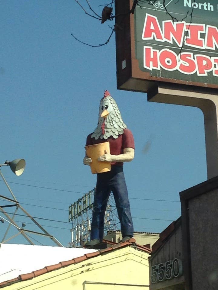 Chicken Boy
