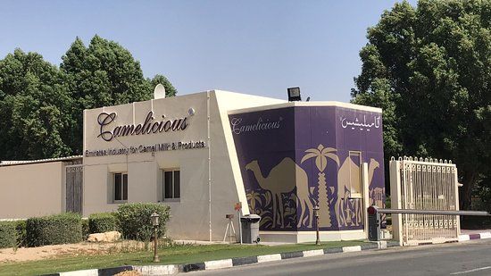Camelicious