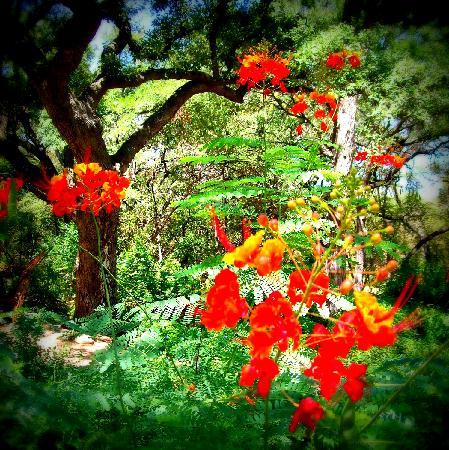 Jardín Botánico Zilker