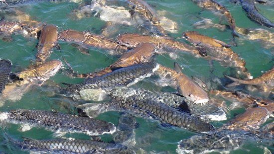 Aquascene Fish Feeding