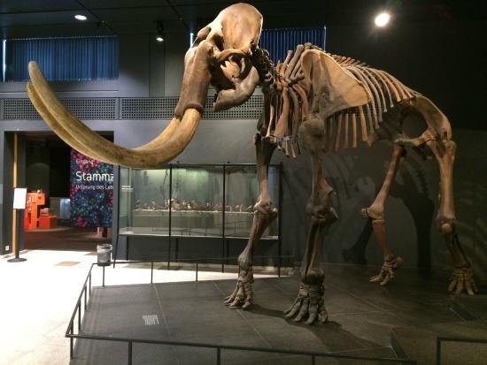 Zoologisches Museum
