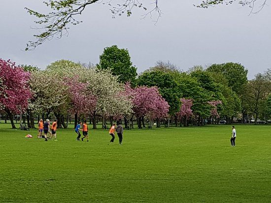 The Meadows