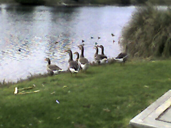 Ballona Wetlands