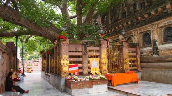 Bodhi Tree