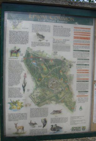 Epsom Common