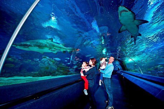 Turkuazoo Aquarium