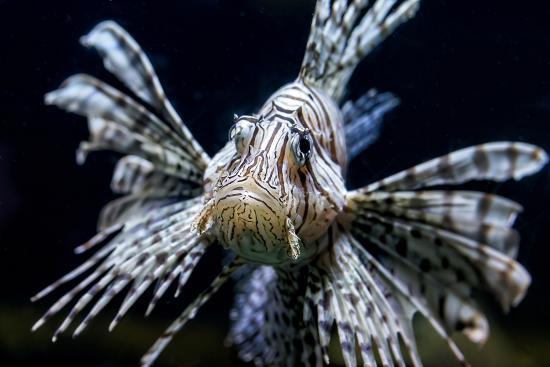 Acuario de Berlín