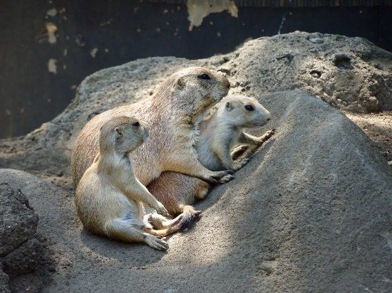Zoo d'Edogawa