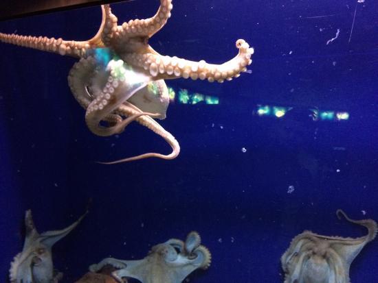 Aquarium Barcelona