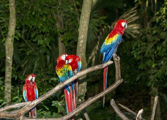 Xaman Ha Aviary