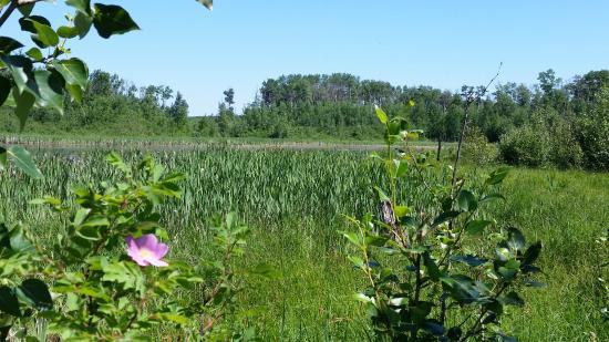 Miquelon Lake Provincial Park