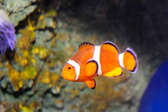 ニューヨーク水族館