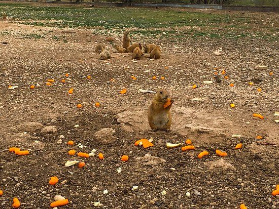 Prairie Dog Town