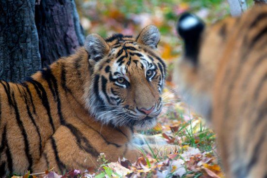 Bronx Zoo