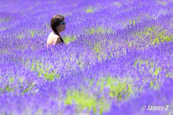 Lavender By the Bay