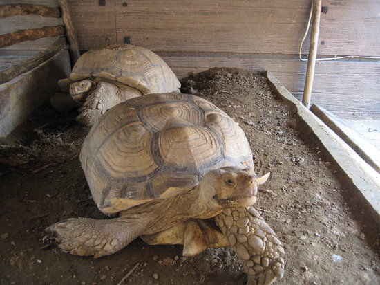 Ark Avilon Zoo