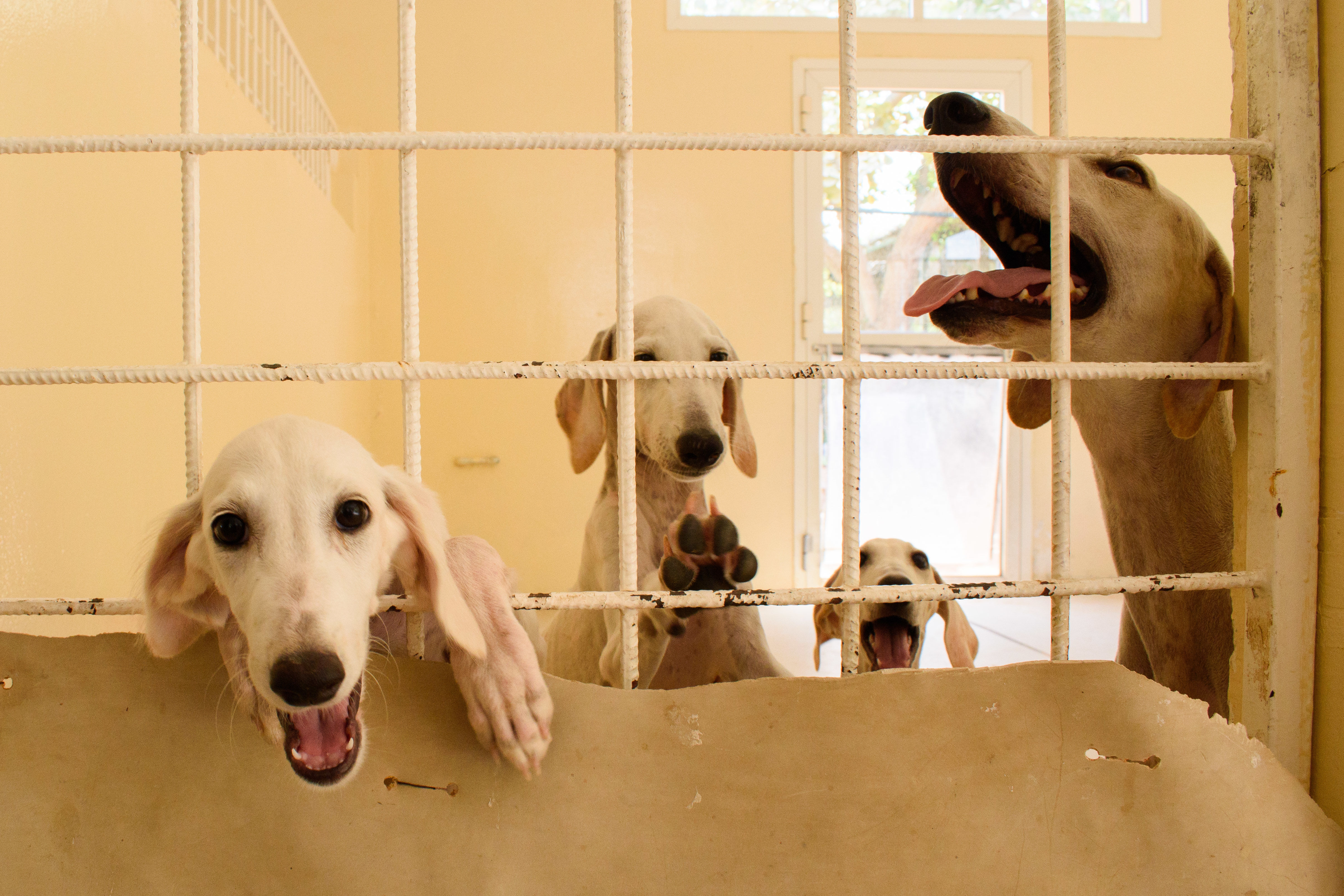 Arabian Saluki Centre