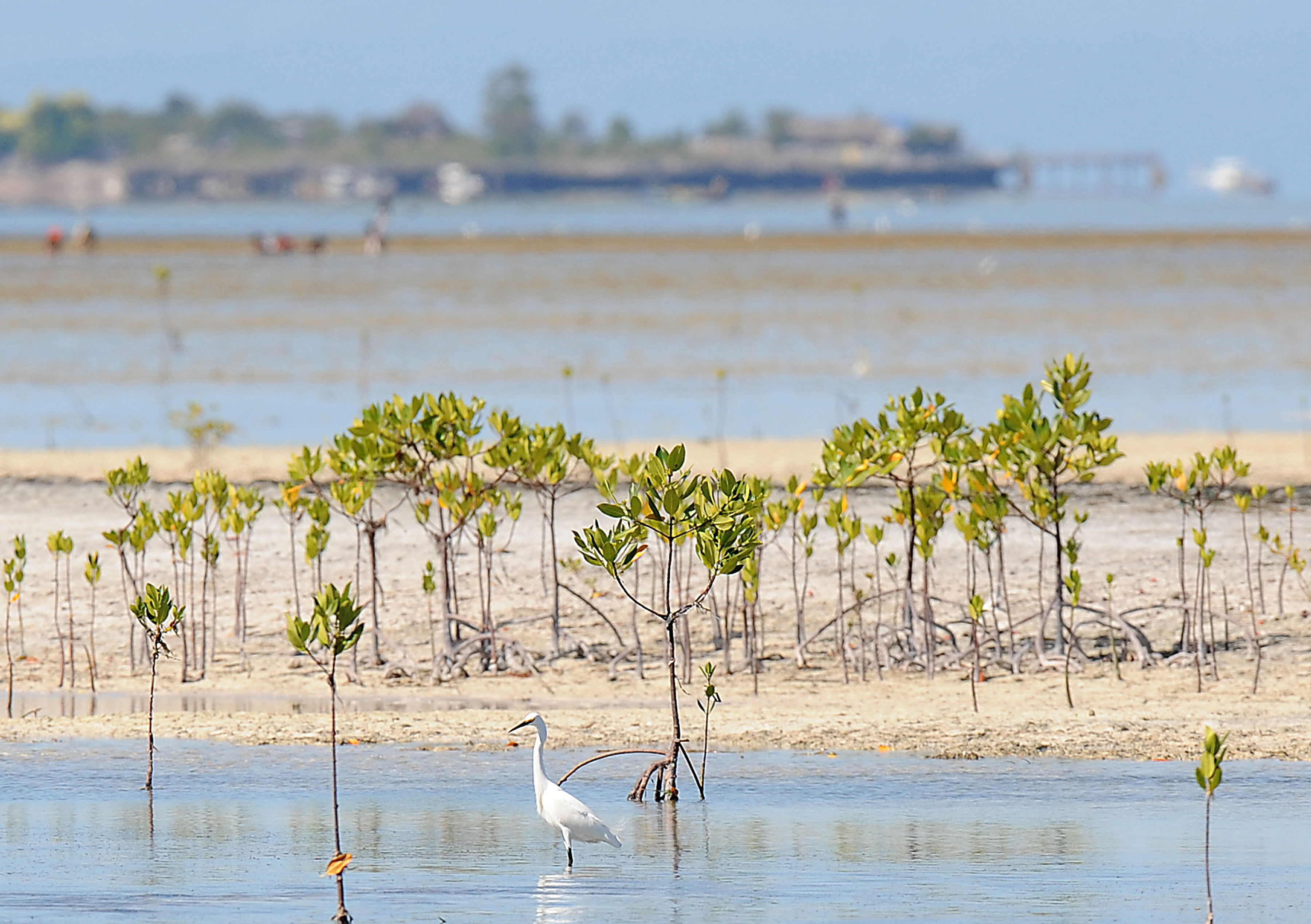 Olango Island Wildlife Sanctuary