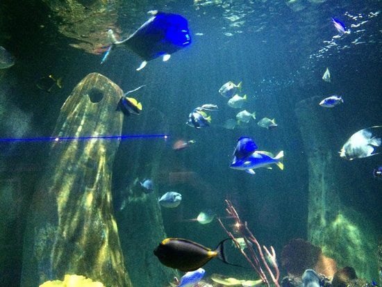 SEA LIFE Bray