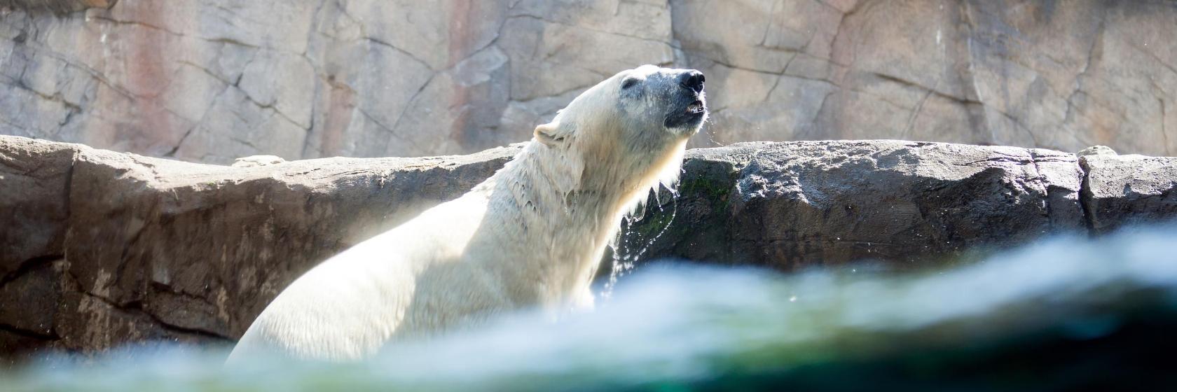 Zoo de Hanovre