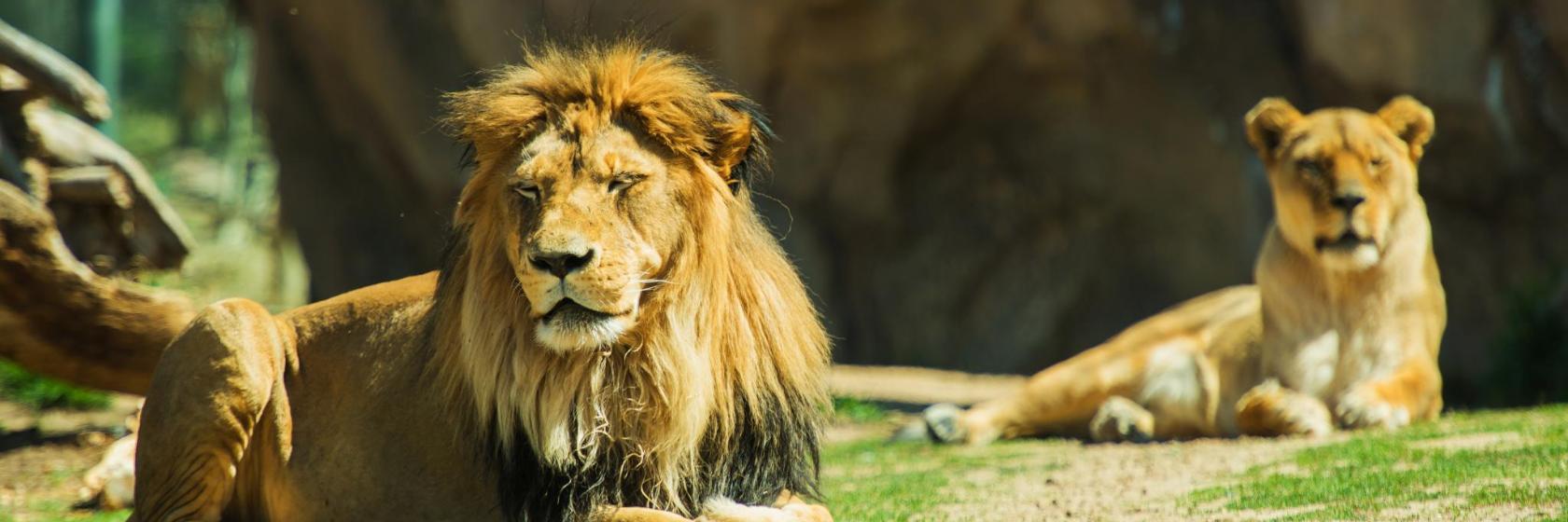 Zoo Basel