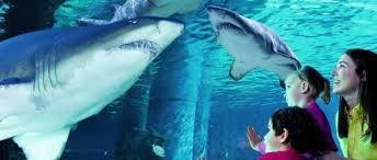 Livorno Aquarium