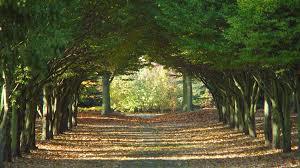 The Tree Cathedral