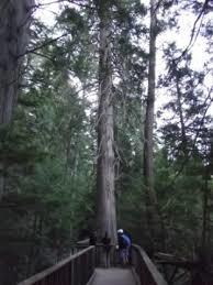 The Cedars Trail