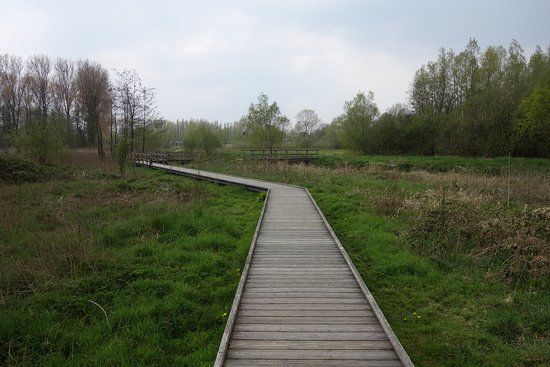 Parkbos