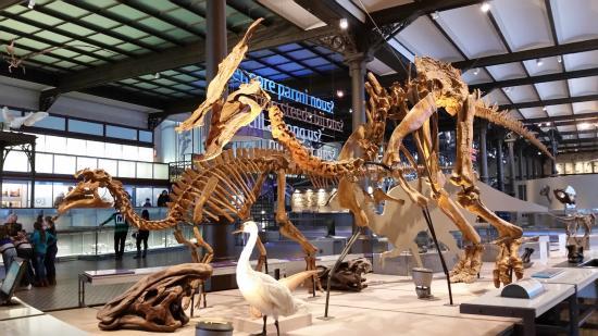 Muséum des sciences naturelles