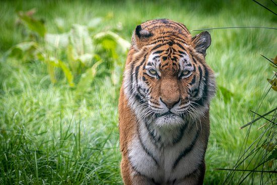 Zoológico de Blackpool