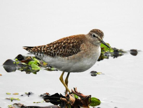 Basai Wetland